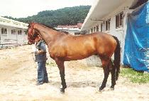 ��Ÿ��Ÿ (MATAMATA) ����