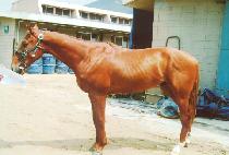 �����轺ƿ (COSMO BASTILLE) ����