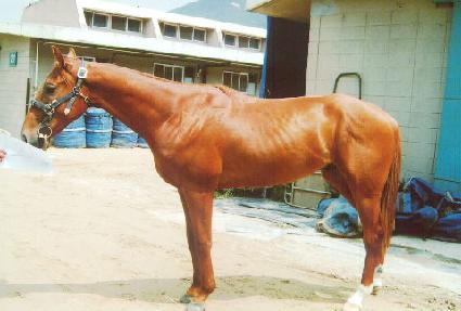 �����轺ƿ ����