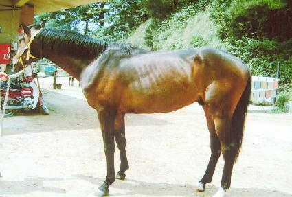 ���������� ����