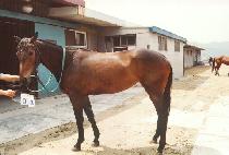 �ݹڴ�� (GEUMBAK DAENGGI) ����