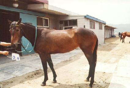 �ݹڴ�� ����