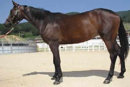 �̳��ϻ� ����