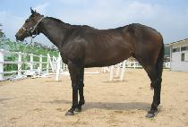 ������ (DALKOMHAN) ����