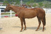 SINSOK DOLPA picture