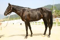 ���� (SSIAL) ����