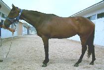 �ݰ���ҽ� (BANGAUN SOSIK) ����