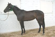 ������ (JANGGI VISION) ����