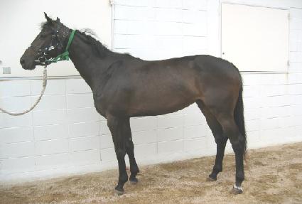 ������ ����