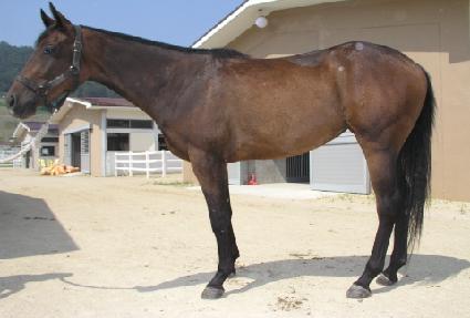 ���巹�̵� ����