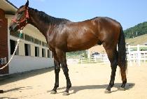 ���׺�Ƽ (WINNING BEAUTY) ����