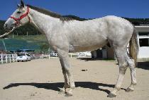 ������ġ (TOUGH PITCH) ����