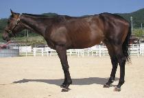 ���� (JELLY) ����