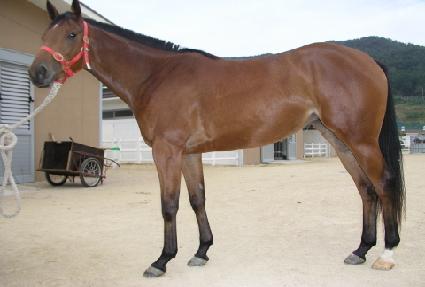 ��Ʋ�����Ͻ�ī�� ����