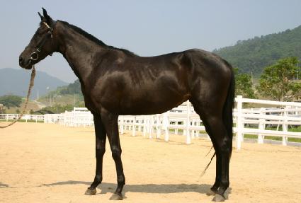 ���̹���귯�� ����