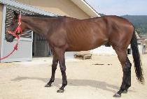 ��ȫġ�� (DAHONG CIMA) ����