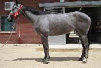 ü�̴� (CHEYNEE) ����