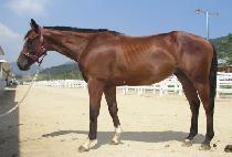 CUE THE BUGLER picture