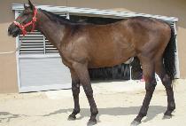 �ֵ�ӷ�����Ʈ (ADMIRAL REIGART) ����