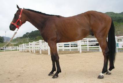 ����Ʋ ����