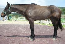 ��ġ (GICHI) ����