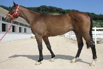 �Ż�ǳ (SINSAPUNG) ����