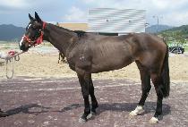 ��θ� (MOROMAE) ����