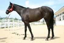 �������� (WIND HUNTER) ����