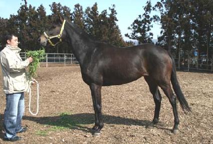 ���ø��� ����