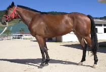 ���ũ�δ���ī�� (AWALKINTHESKY) ����