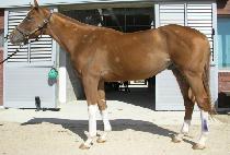 ����è�Ǿ� (SUPER CHAMPION) ����