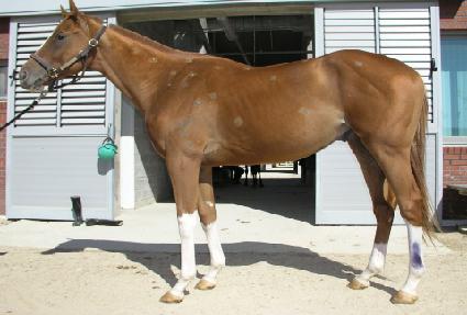 ����è�Ǿ� ����