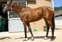 �÷� (PLETT) ����