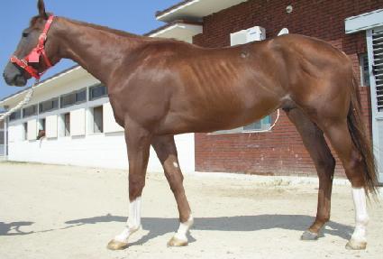 ������� ����