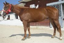 �����Ѻ��� (CHALLANHAN BULPAE) ����