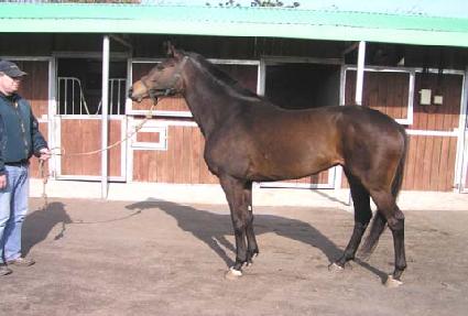 ������ ����