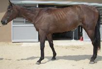 ��������� (GONE OFF HUNTING) ����