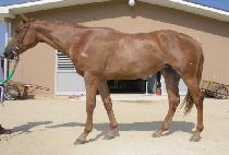 Ŭ���ĳ뽺 (CLASSIC NORTH) ����