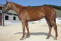 ������������ (ROSES FOR FREE) ����