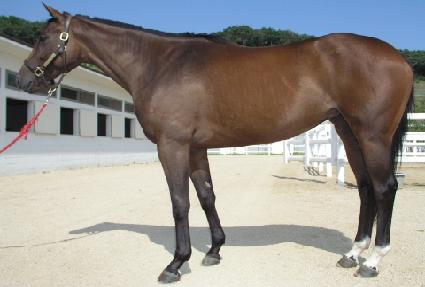 �мǹ��̾� ����