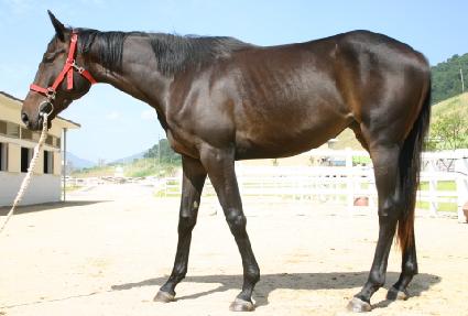 ī����̺귯 ����