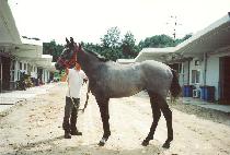 ����� (HIMMOA) ����