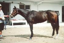 ���ڸ��� (MOCO MOJO) ����