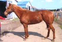 ������ (WIN BIRD) ����