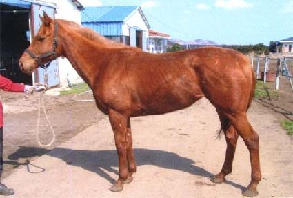 ������ ����