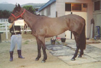 ����Ȳ�� ����