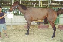 PRETTY STRAIGHT ����