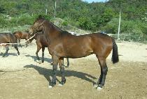 ����ȣ�����̵� (BLACK HORSE LADY) ����