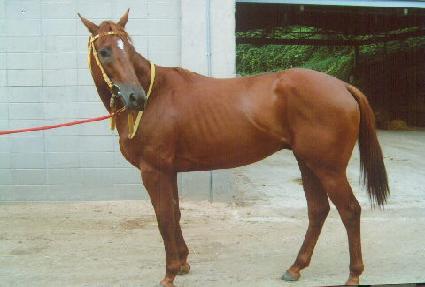 �ø���Ÿ�� ����