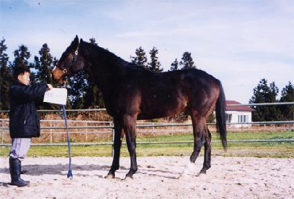 ��Ʋ���� ����